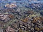 Closeup of the windward reef margin at low spring tide. Note prominence of soft coral.